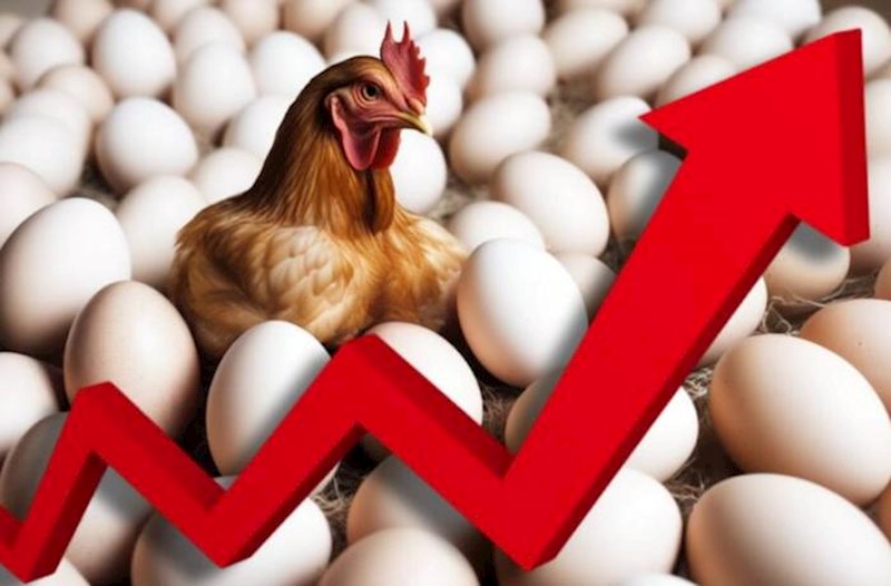 Azərbaycanda yumurta bahalaşa bilər – 5 günə Rusiyaya 72 ton göndərilib