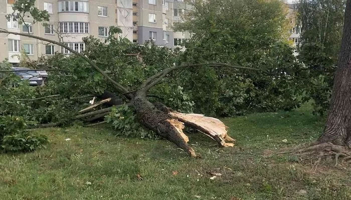 Güclü külək Bakıda 27 ağacı sındırıb