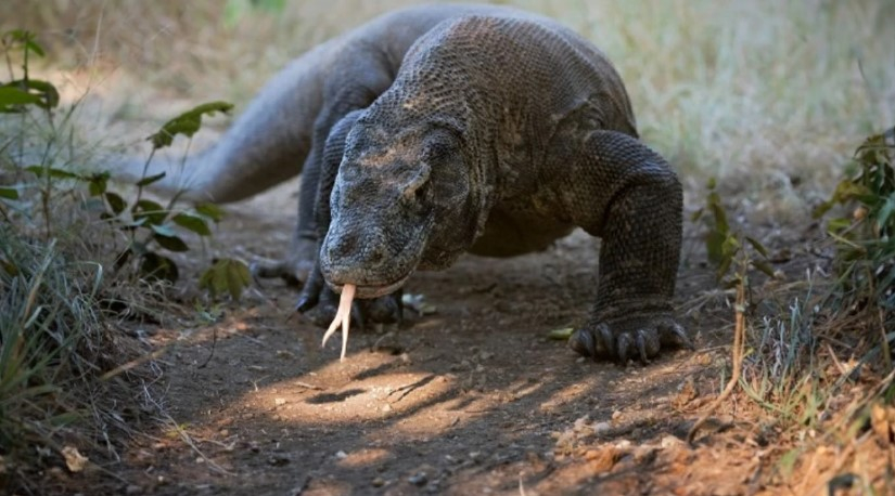 Alimlər "Komodo əjdahası" ilə bağlı unikal kəşf ediblər
