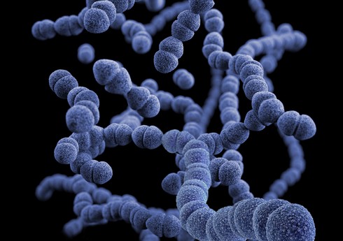 Alimlər salmonellaların antibiotiklərə qarşı müqavimətinin sirrini açıblar
