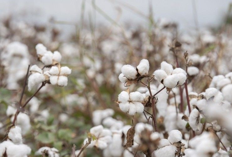 Azərbaycanda bu il 100 min hektara yaxın ərazidə pambıq əkilib