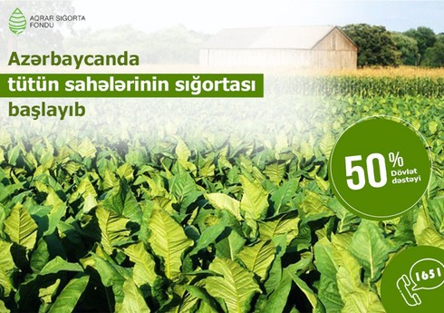 Azərbaycanda tütün sahələrinin sığortalanmasına başlanılıb