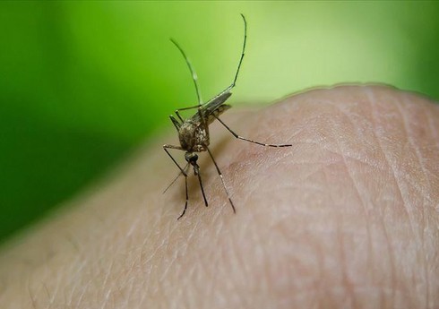 Çində denge qızdırmasına 100-dən çox yoluxma qeydə alınıb