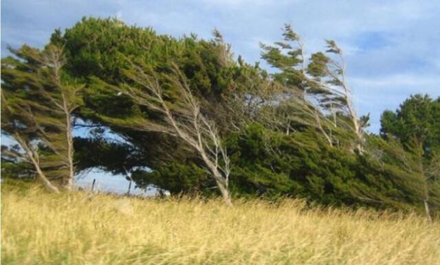 Növbəti üç gün küləkli hava gözlənilir - XƏBƏRDARLIQ