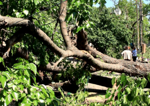 Qaxda iri gövdəli ağaclar aşıb, magistral yol bağlanıb