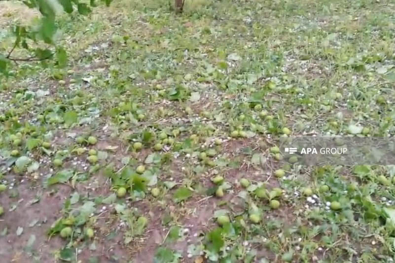 Tərtərdə dolu kənd təsərrüfatına ciddi ziyan vurub