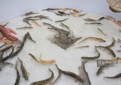 Xarici diplomatlar Həkəri çayına balıq buraxıblar