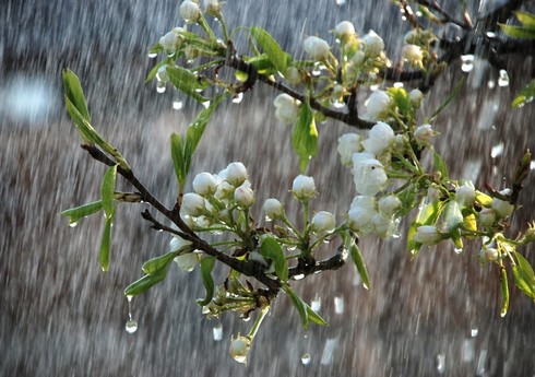 Yağıntılı hava davam edir, Şahdağa qar yağır - FAKTİKİ HAVA